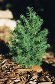 Képtalálat a következőre: „Picea abies `Oberbozen`”