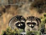 Your animal