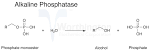 <b>Alkaline phosphatase</b> is a
