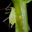 Aphid - Wikipedia, the free encyclopedia