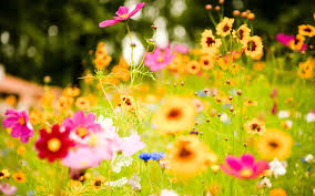 Vivid Flowers