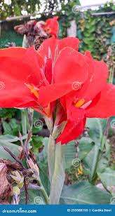 Image result for Canna coccinea Mill.