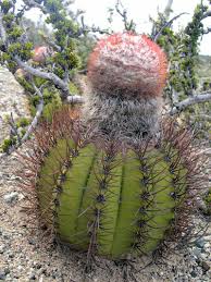 Image result for Melocactus harlowii