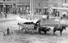 with an ox team and in the with an ox team and in the