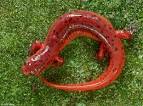 Eastern Mud Salamander