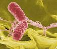 <b>Salmonella typhimurium</b> is