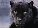 Panther Informaiton | Panther Facts | Panther Characteristics