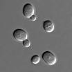 Yeast - Wikipedia, the free encyclopedia