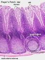 Gut-Associated <b>Lymphoid Tissue</b>