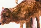 52: <b>Lumpy skin disease</b>.