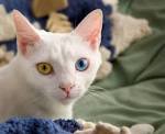 File:June odd-eyed-cat.jpg