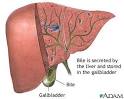 <b>Bile</b> produced in the liver:
