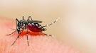 41-year-old Mulund woman dies of dengue, toll so far this year.