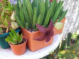 Image result for Stapelia papillosa