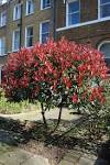 <b>Photinia</b> x fraseri 'Red Robin'