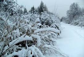 برد قارس وثلوج كثيفة قادمة من سيبيريا اليوم على المناطق الشمالية للوطن Images?q=tbn:ANd9GcQd95o_5sLq_HhXgrDYROp04PYq0c2Ee_b2vn5ocMMoQQol5ifwAQ