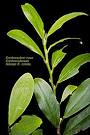 The <b>Coca</b> Plant.html