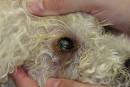 <b>Keratoconjunctivitis Sicca</b>