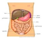 File:Anatomy <b>Abdomen</b>