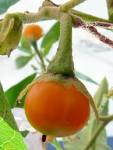 File:Bonariense Solanum-fruto-1.JPG - Wikimedia Commons