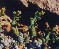 Image result for Euphorbia celata