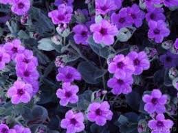 Hoa Violet tím Images?q=tbn:ANd9GcQfo-5UYMVX1YTPEhyw_E7ifZKljy8w5DxGwcJ_fSwf17Zg9l8&t=1&usg=__gTdLjxQAB-8FBf_6LeW99DjEfP8=