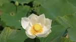 White Lotus, Lily Pad <b>Nelumbo</b>