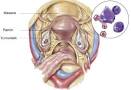 Rahim Ağzı Yarası Bitkisel Tedavisi | Bitkisel Tedavisi