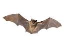 bat pronunciation