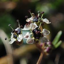Image result for "Diposis saniculifolia"