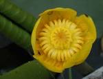 <b>Nuphar</b> lutea