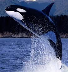 الحيتان بأنواعها Images?q=tbn:ANd9GcQkEFiOnWcK-JJ8-UkjlouJJcO4C9pueLu2CuFA0zSTCR5iD59H