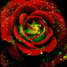 Rose - Flowers Photo (21391136) - Fanpop fanclubs