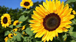 Sunflowers flower