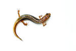 Northern two-lined SALAMANDER - Wikipedia, the free encyclopedia