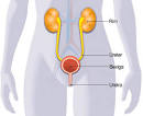 <b>infecções urinárias</b> ocorre