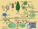 <b>Gymnosperms</b> are grouped into