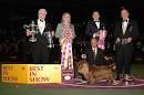 2008 WKC Dog Show - 2009 Winner of BEST IN SHOW Trophy -