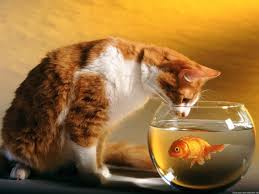 Сказка про кота Мурзика и золотую рыбку Ларису - фото 1
