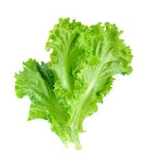 Lettuce vegetable