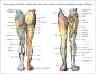 <b>Lower Extremity</b> Poster Set