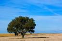 Australia, New South Wales, Eucalyptus tree in field | David