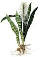 <b>Sansevieria</b>