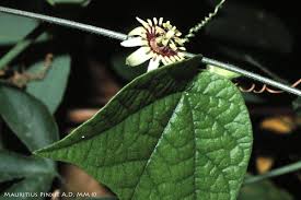 Image result for "Passiflora conzattiana"