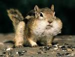 2013 Squirrel Cute Animal Wallpapers Hd Background (1024x768 pixel ...