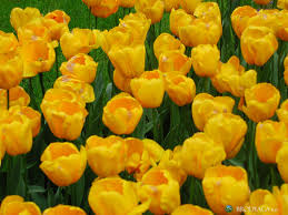 Vườn hoa Tulip tuyệt đẹp  Images?q=tbn:ANd9GcQpy6kyPFxeALwDvMV93lH7wL5HDinUX1i_HOPBvOzYjfSxHI3HBQ