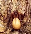 WARNING! BROWN RECLUSE Spider Bite Pictures :: BROWN RECLUSE Bite