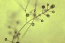 <b>Verticillium</b> is named for this