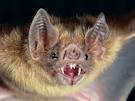 Common Vampire BATS, Common Vampire Bat Pictures, Common Vampire ...