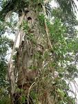 File:<b>Banisteriopsis</b> caapi vine
